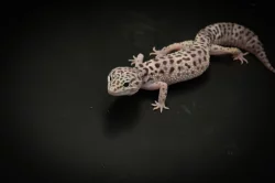 Prodám 2 samce a 8 samic gekončíka nočního z mého odchovu s určenou genetikou.