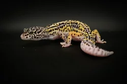 Prodám 2 samce a 8 samic gekončíka nočního z mého odchovu s určenou genetikou.