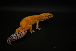 Prodám 2 samce a 8 samic gekončíka nočního z mého odchovu s určenou genetikou.