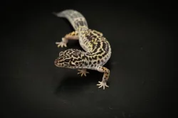 Prodám 2 samce a 8 samic gekončíka nočního z mého odchovu s určenou genetikou.