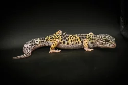 Prodám 2 samce a 8 samic gekončíka nočního z mého odchovu s určenou genetikou.