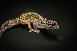 Prodám 2 samce a 8 samic gekončíka nočního z mého odchovu s určenou genetikou.