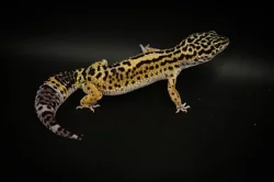 Prodám 2 samce a 8 samic gekončíka nočního z mého odchovu s určenou genetikou.