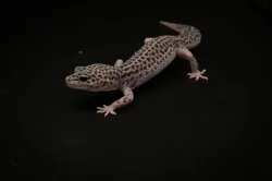 Prodám 2 samce a 8 samic gekončíka nočního z mého odchovu s určenou genetikou.