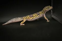 Prodám 2 samce a 8 samic gekončíka nočního z mého odchovu s určenou genetikou.