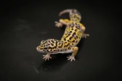 Prodám 2 samce a 8 samic gekončíka nočního z mého odchovu s určenou genetikou.