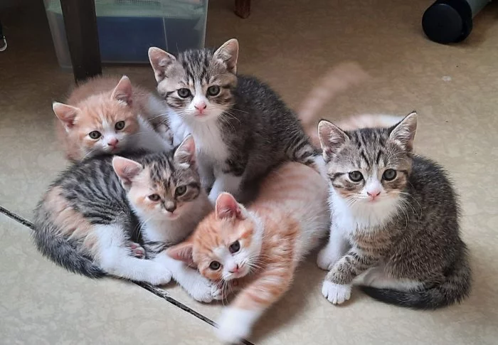 kočičí bráškové