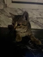 Daruji do dobrých rukou