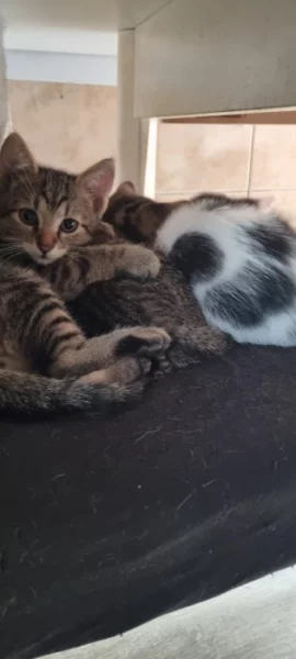 Daruji do dobrých rukou