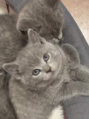 Prodám britská koťátka