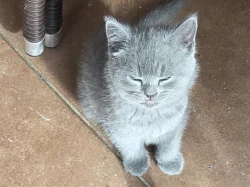 Prodám britská koťátka