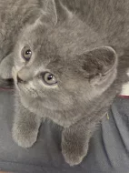 Prodám britská koťátka