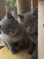 Prodám britská koťátka