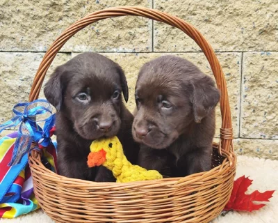 Nabídka hnědých labradorských štěňat