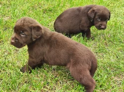 Nabídka hnědých labradorských štěňat