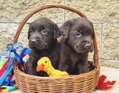 Nabídka hnědých labradorských štěňat