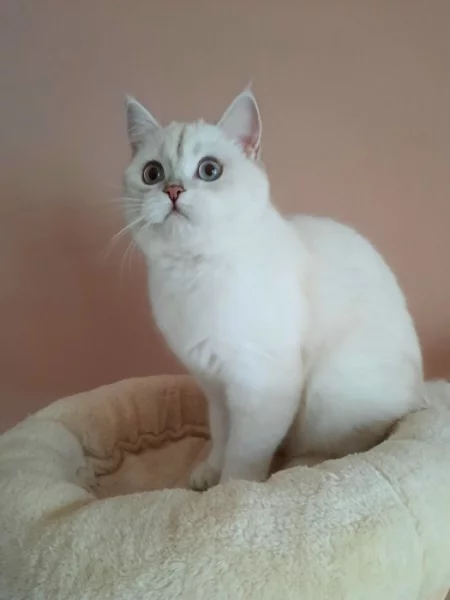 Britská kočička s PP