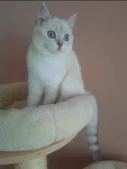 Britská kočička s PP