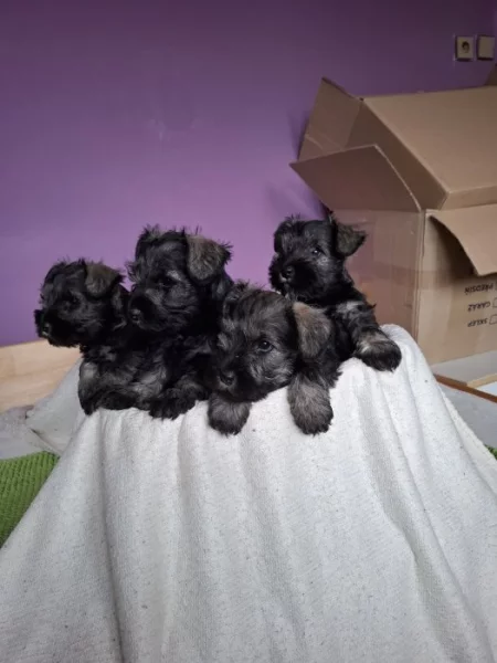 Malý knírač p+s bez PP