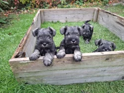 Malý knírač p+s bez PP