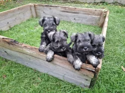 Malý knírač p+s bez PP