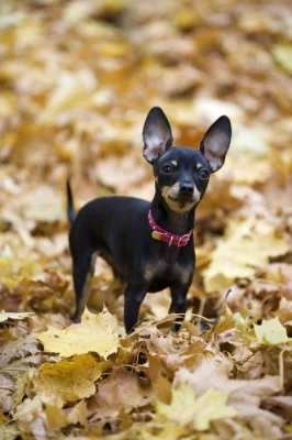 Štěně pražského krysařika