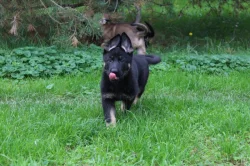 Německý ovčák - štěňata s PP