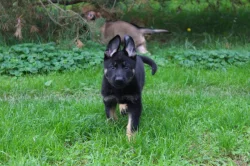 Německý ovčák - štěňata s PP