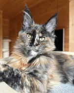 Mainská mývalí kočka s PP