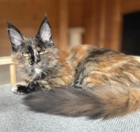 Mainská mývalí kočka s PP