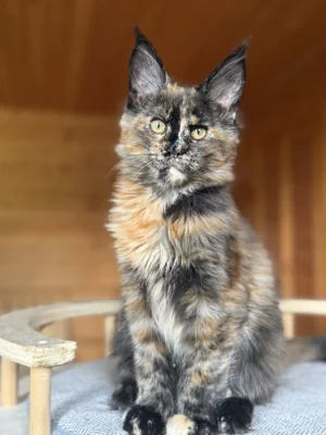 Mainská mývalí kočka s PP