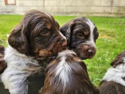 Epagneul Picard, Pikardský ohař