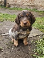 Epagneul Picard, Pikardský ohař