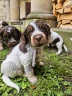 Epagneul Picard, Pikardský ohař