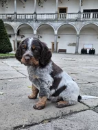 Epagneul Picard, Pikardský ohař