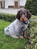 Epagneul Picard, Pikardský ohař