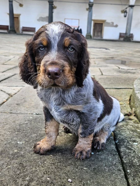 Epagneul Picard, Pikardský ohař