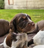 Epagneul Picard, Pikardský ohař