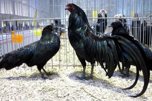 Zdrobnělá Sumatranka