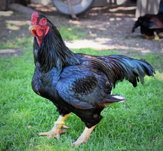 zdrobnělá indická Bojovnice bažantí