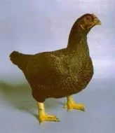 zdrobnělá indická Bojovnice bažantí