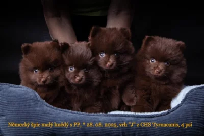 Německý špic malý hnědý s PP