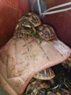 Želva zelenavá mláďata