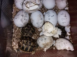 Želva zelenavá mláďata