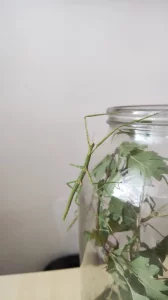 Pakobylka rohatá - strašilky