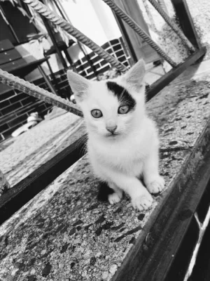 Daruji roztomilé a přítulné koťátko