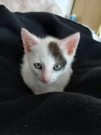 Daruji roztomilé a přítulné koťátko