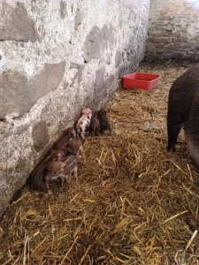 Mini selátka pastevni