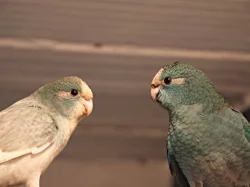 Prodám kakariki rudočelé