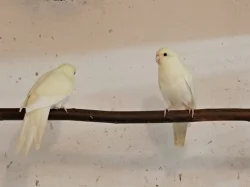 Prodám kakariki rudočelé